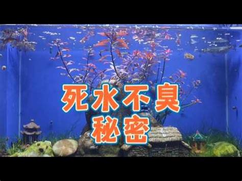 死水養魚|【死水養魚】死水小魚池養對魚防蚊蟲！「死水」和「靜水」原來。